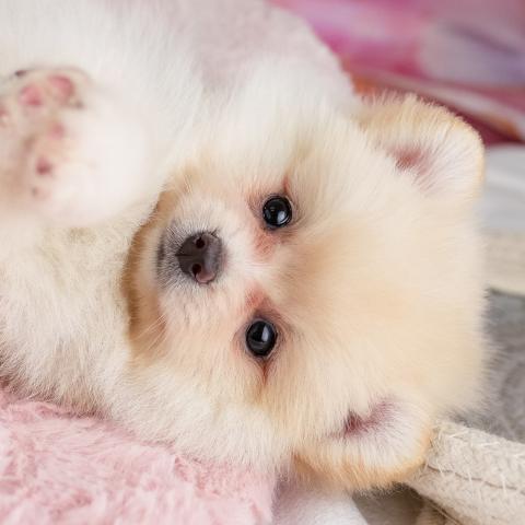 ポメラニアンの写真2