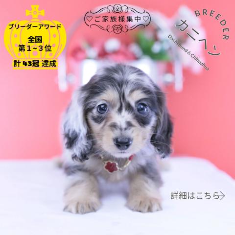 カニヘンダックスフンド ロング