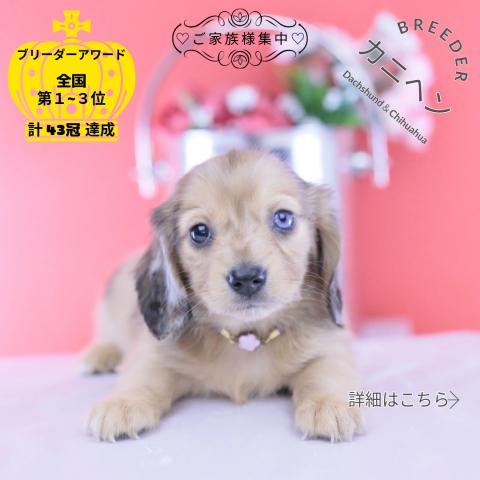 カニヘンダックスフンド ロング
