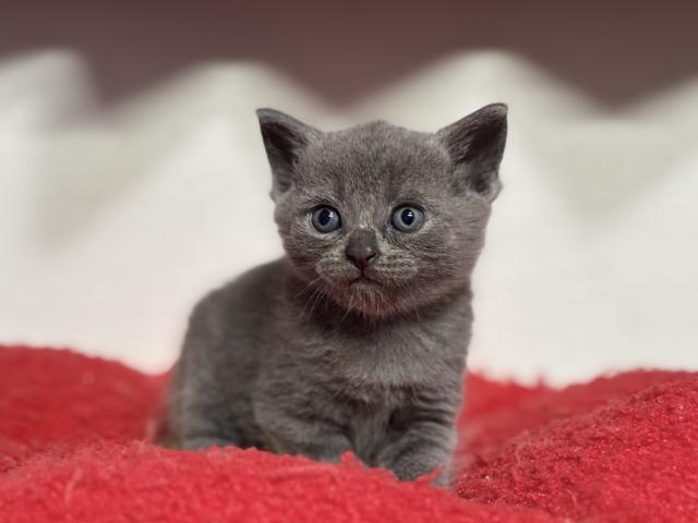 ブリティッシュショートヘア