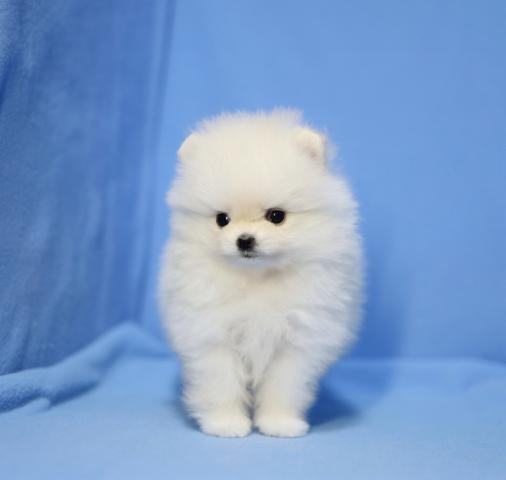 ポメラニアンの写真6