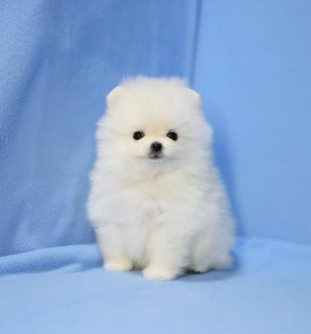 ポメラニアンの写真5