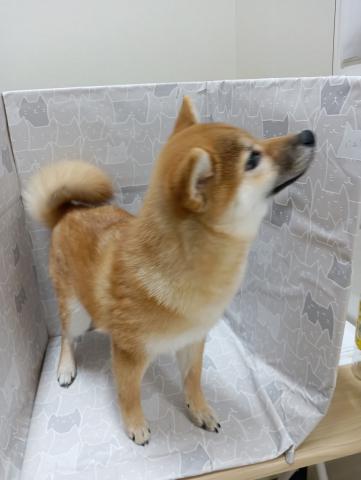 柴犬の写真4