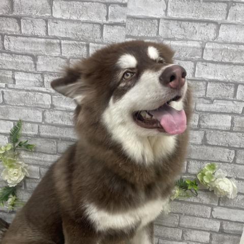 アラスカンマラミュートの写真3