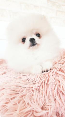 ポメラニアンの写真5