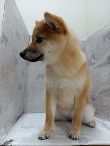 柴犬の写真3