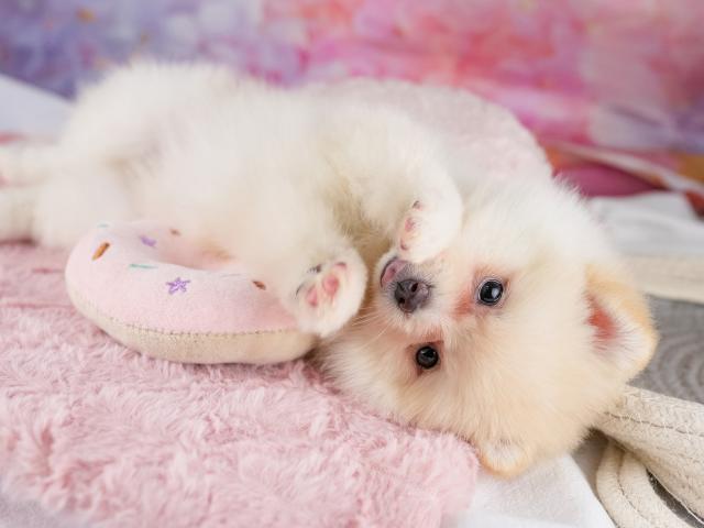ポメラニアンの写真5