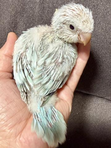 オキナインコ