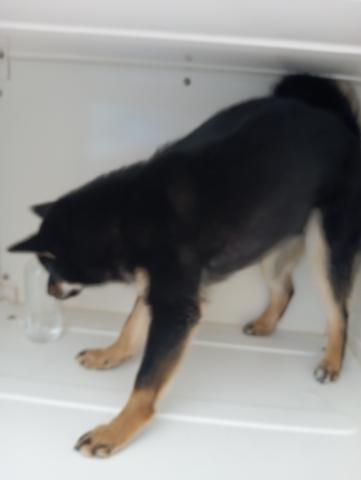 柴犬の写真3