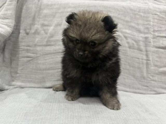 ポメラニアンの写真3