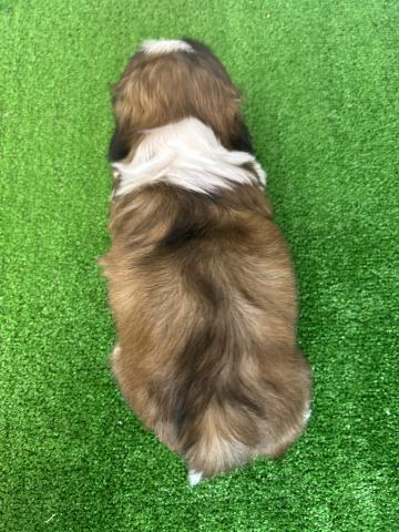シーズーの写真6