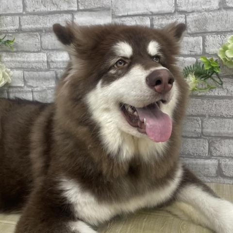 アラスカンマラミュートの写真5