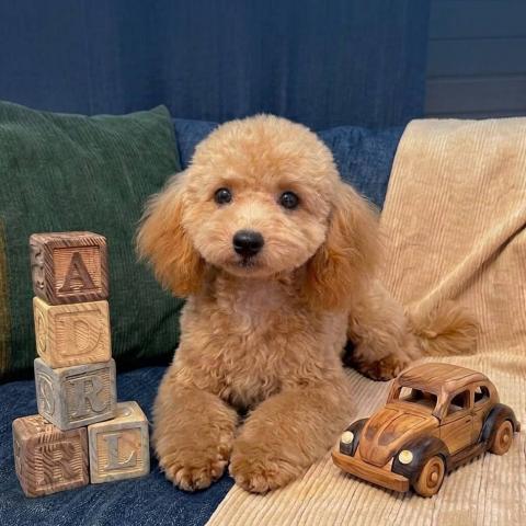 トイプードルタイニーサイズの写真3