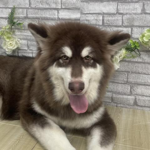 アラスカンマラミュートの写真6