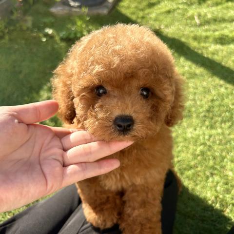 トイプードル