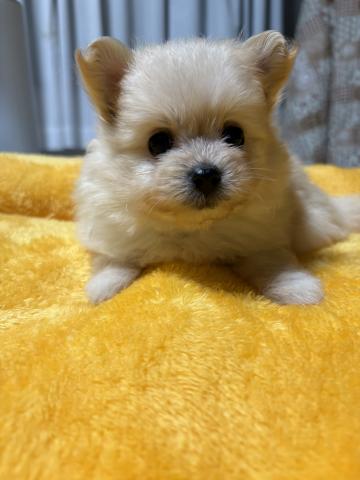 MIXポメプーの写真3