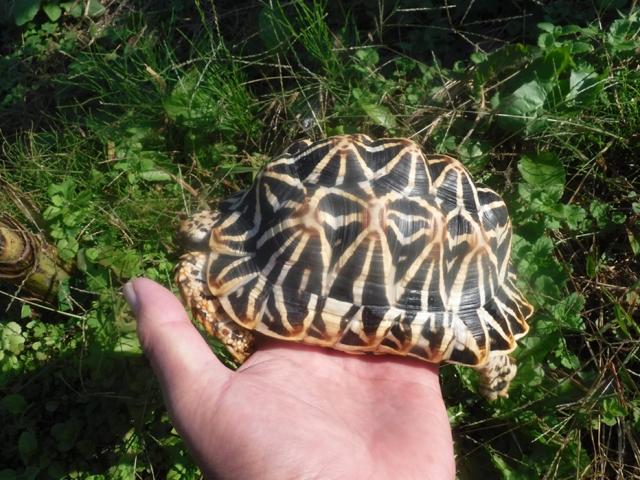 インドホシガメ　１の写真2