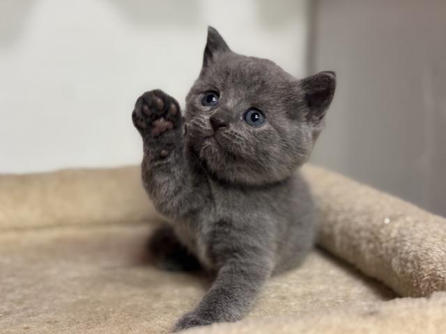 ブリティッシュショートヘア