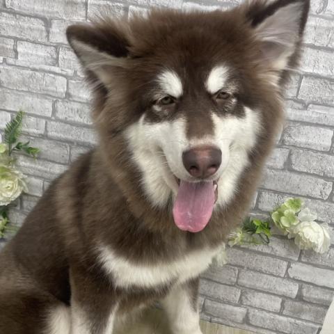 アラスカンマラミュートの写真2