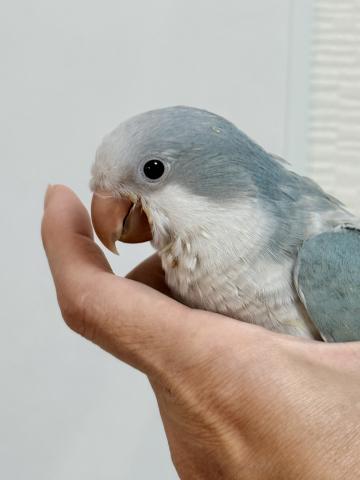 オキナインコ