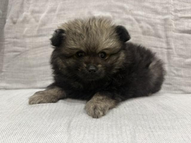 ポメラニアン