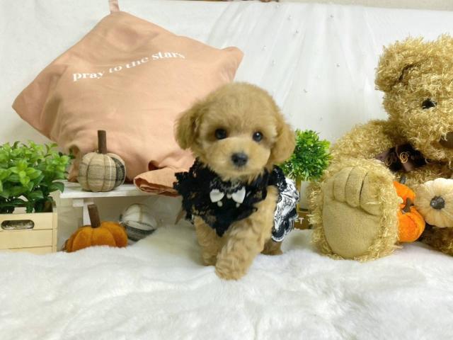 トイプードルティーカップ予想の写真5