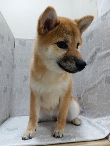 柴犬の写真5