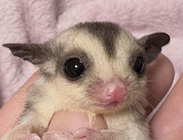 フクロモモンガ モザイクposs25%リューシの写真3