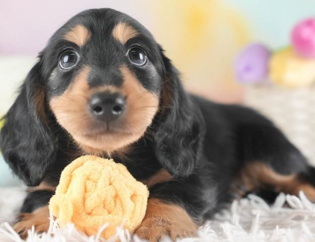 カニンヘンダックスフンドカニンヘン・ダックスフンド(ロング)の写真5