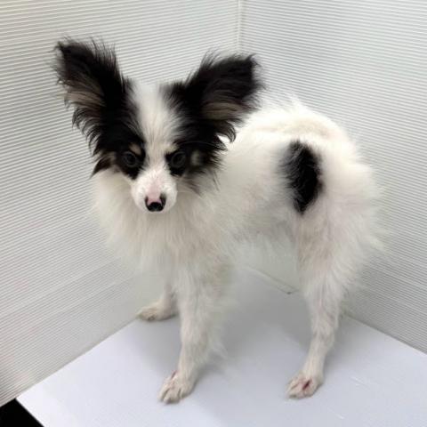 パピヨンの写真4