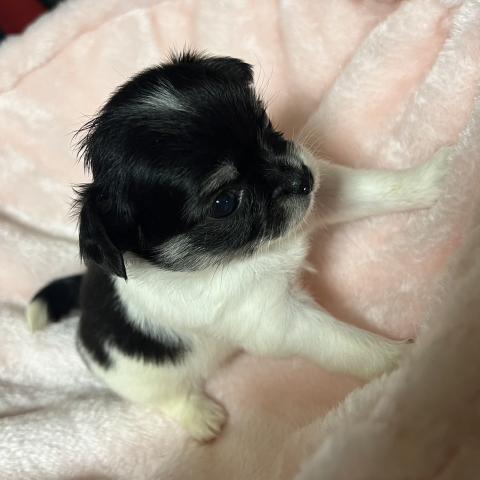 チワワ（ロングコート）の写真4