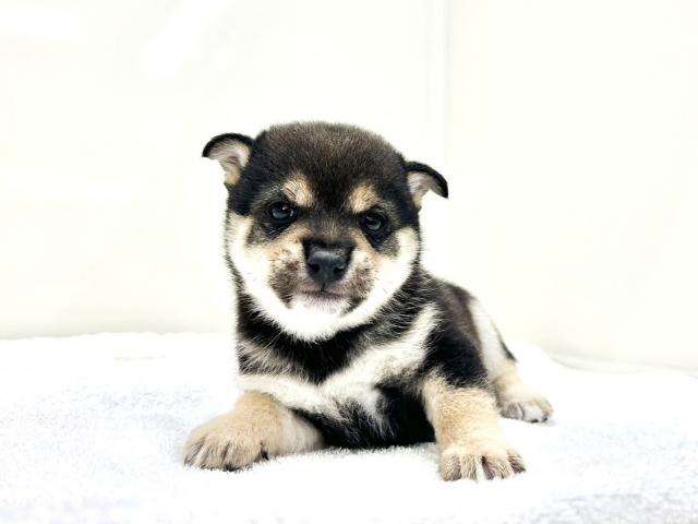 豆柴犬987