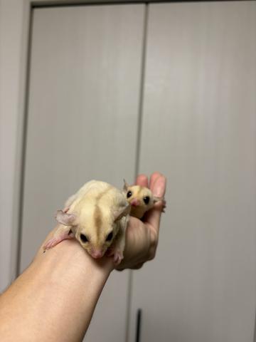 フクロモモンガ クリミノの写真2
