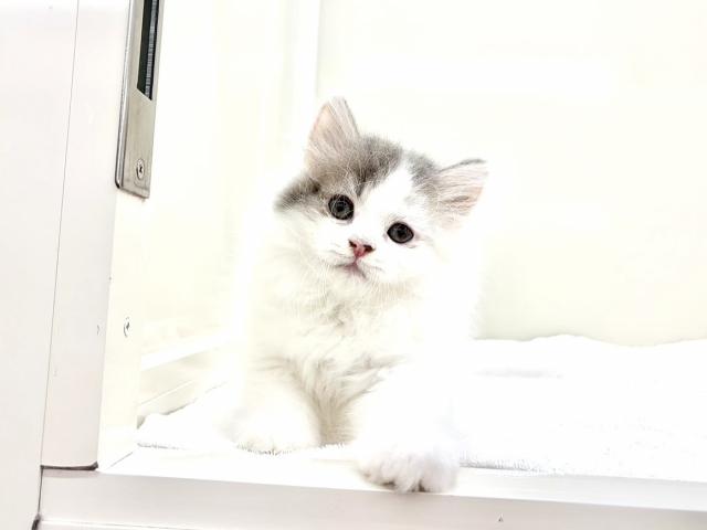 スコティッシュフォールド010の写真3