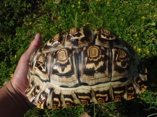 ヒョウモンガメ　10の写真3
