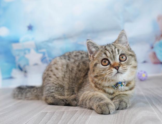 マンチカンの写真2