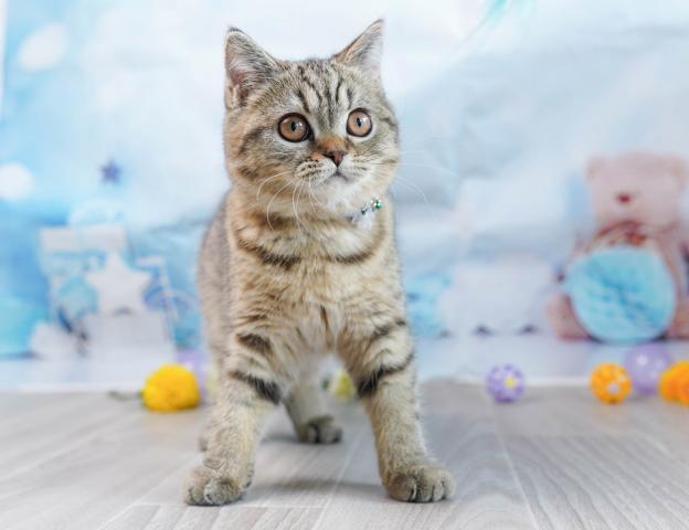 マンチカンの写真5