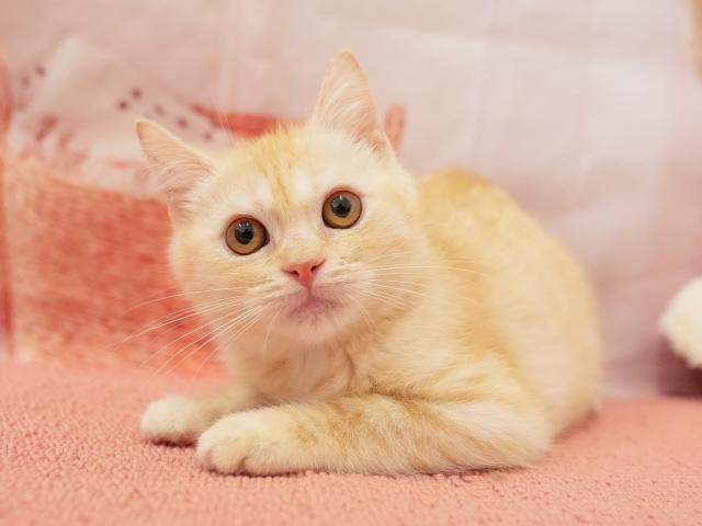 マンチカンの写真4