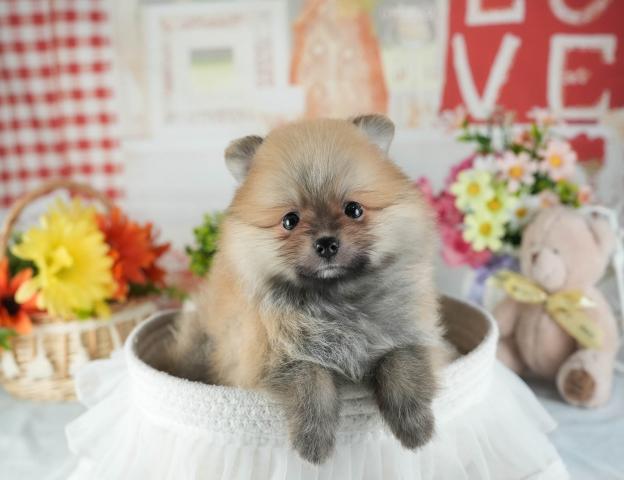 ポメラニアンの写真3