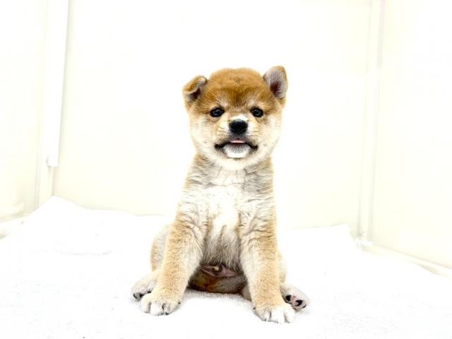 MIX柴犬×豆柴犬300の写真3