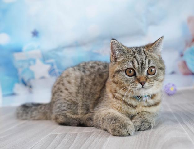 マンチカンの写真6