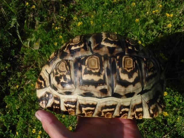 ヒョウモンガメ　10の写真2