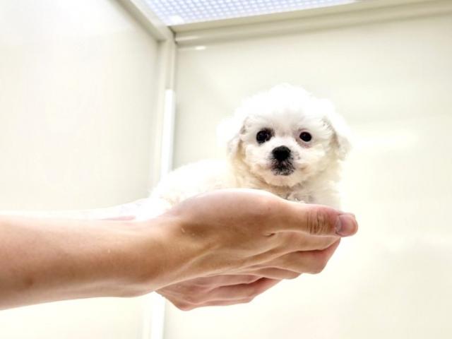 ビションフリーゼ496の写真5
