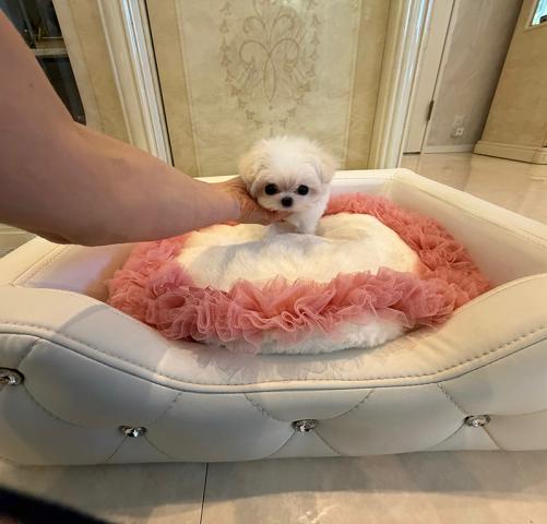 マルチーズの写真2