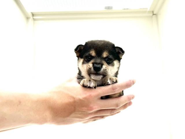 豆柴犬987の写真5