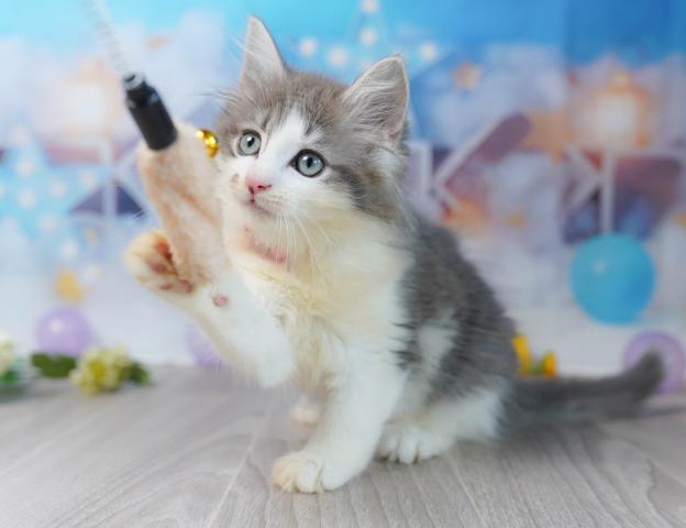 ノルウェージャンフォレストキャットの写真3