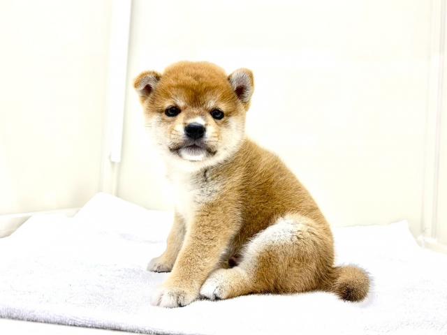 MIX柴犬×豆柴犬300の写真5