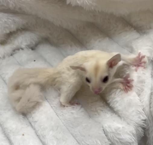 フクロモモンガ クリミノの写真3
