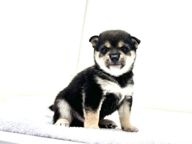 豆柴犬987の写真3