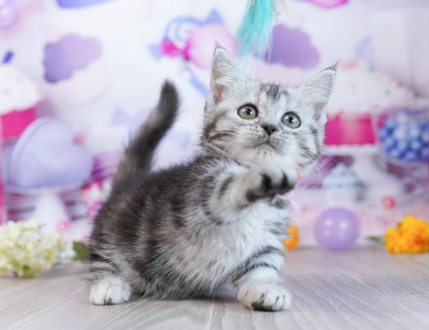 マンチカンの写真6